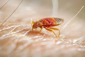 Mosquito & Bed Bug Control